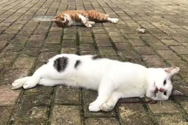 мертвые кошки на улице коронавирус