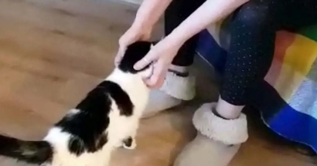 Кот погладил