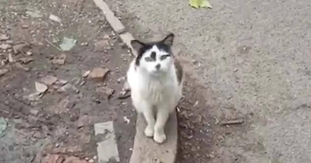 Кошка смотрит