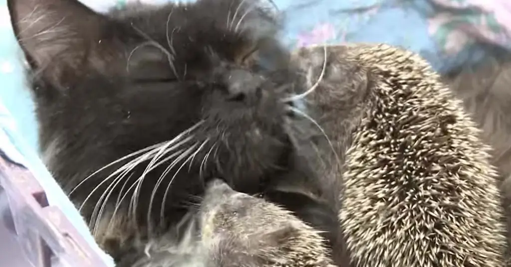 Кошка-кормление ежей