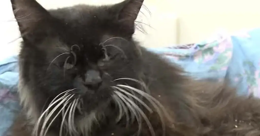 Черная кошка смотрит