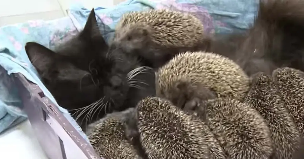 Кошка-кормление ежей