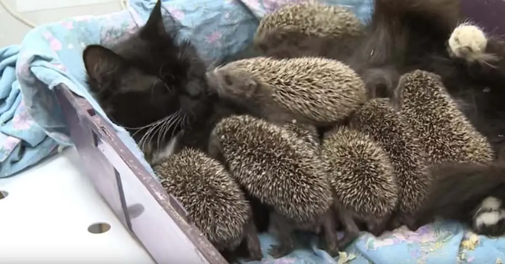 Муска, котенок, усыновивший восемь ежиков-сирот