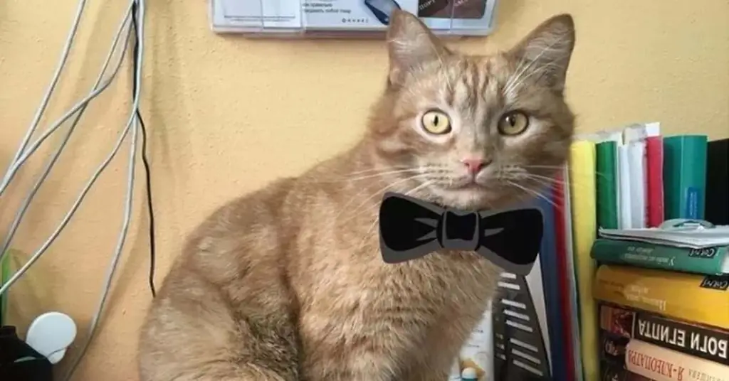 Кот с галстуком-бабочкой