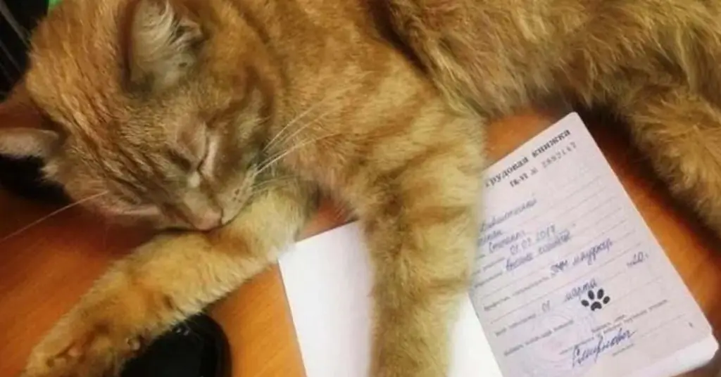 Кошка спит на столе