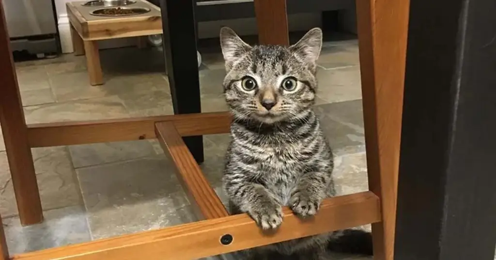 Котенок ищет