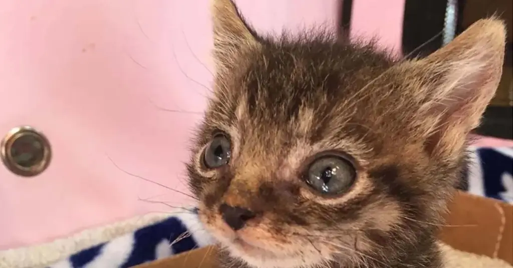 Котенок ищет