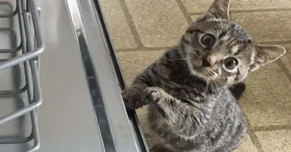 Котенок ищет