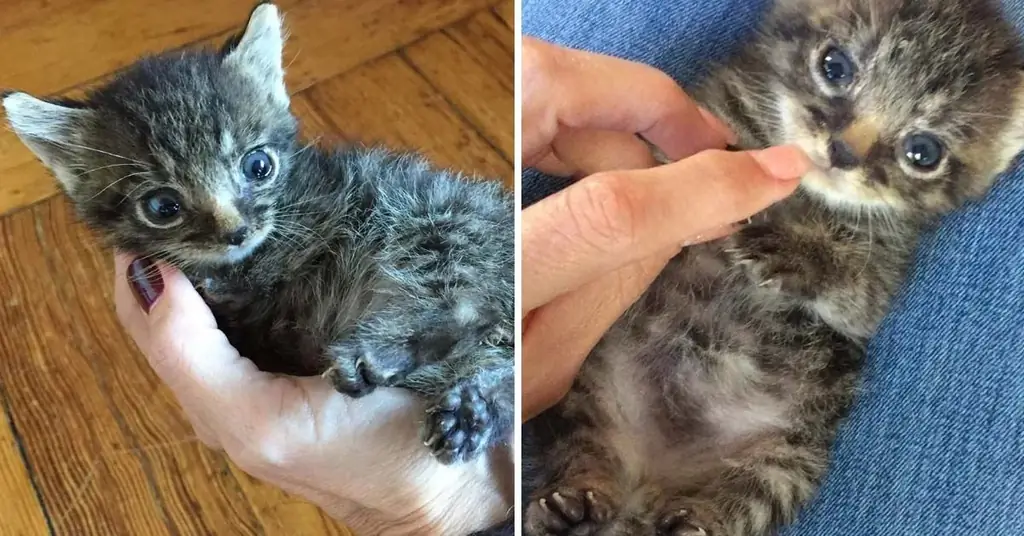 Pill Bug, крошечный котенок, спасенный в экстремальной ситуации, который наконец-то счастлив сегодня