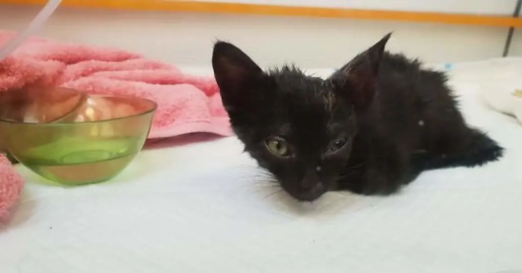 Черный котенок