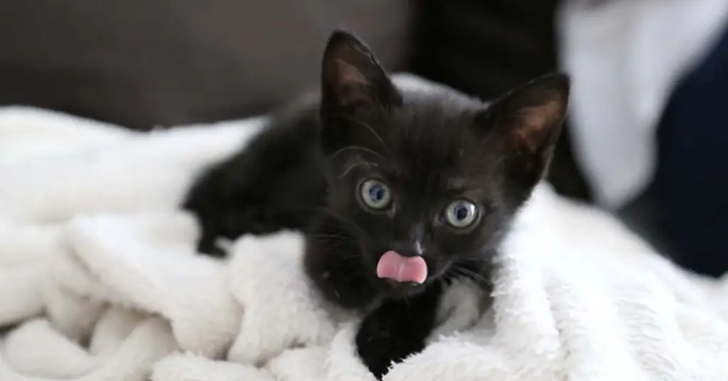 Черный котенок