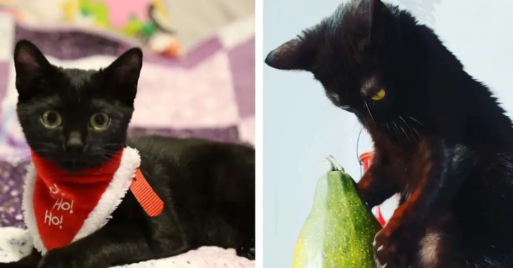 Сюри, котенок-воин, который после долгих страданий обрел счастье