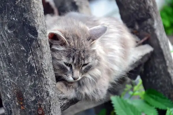 кошка болеет от алкоголя кошка болеет от алкоголя