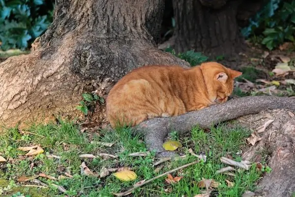 Кот болен Кот болен