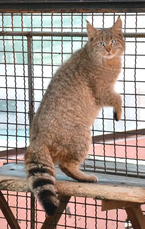 Cat-of-Biet-XiNing-Wild-Zoo Cat-of-Biet-XiNing-Wild-Zoo