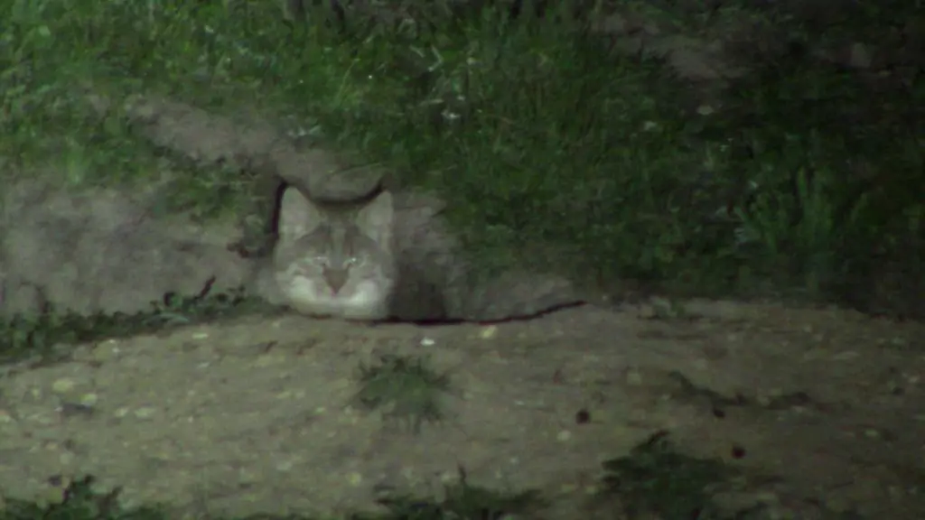 Кот-Бьет-выстрел ночью Кот-Бьет-выстрел ночью