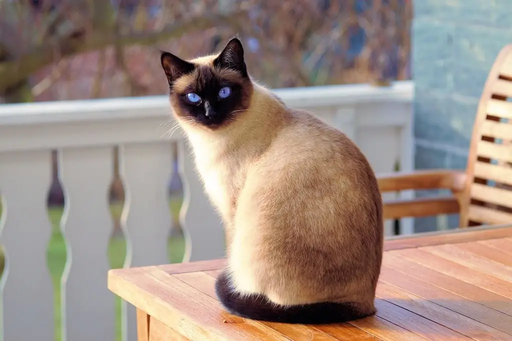 сиамский кот на кофейном столике сиамский кот на кофейном столике