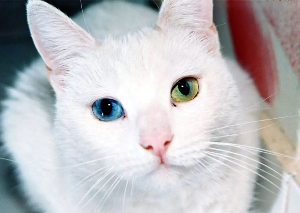 кошка с разными глазами кошка с разными глазами