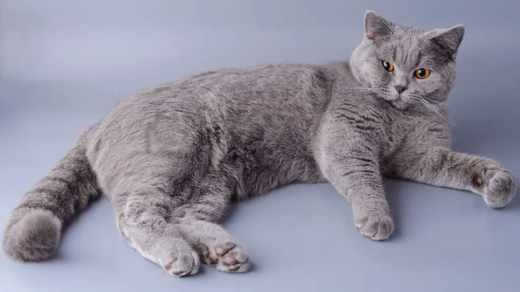 британский короткошерстный британский короткошерстный