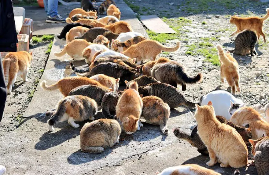 колония кошек колония кошек