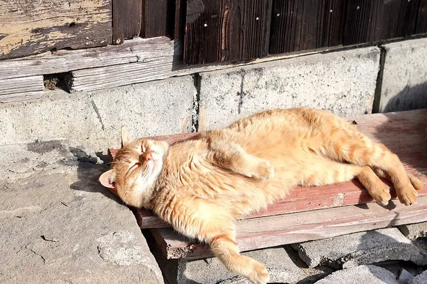 кот на солнце кот на солнце