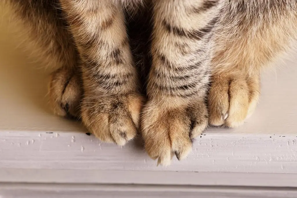 Кошка с опухшей лапой: причины и что делать