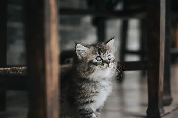 котенок начинает ходить котенок начинает ходить