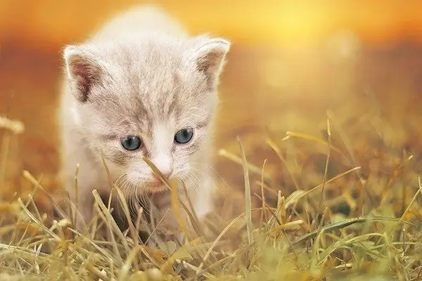котенок стоит на лапах котенок стоит на лапах