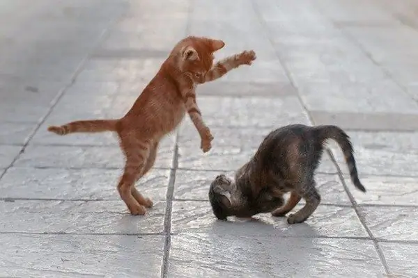 котенок играет с младшими братьями котенок играет с младшими братьями