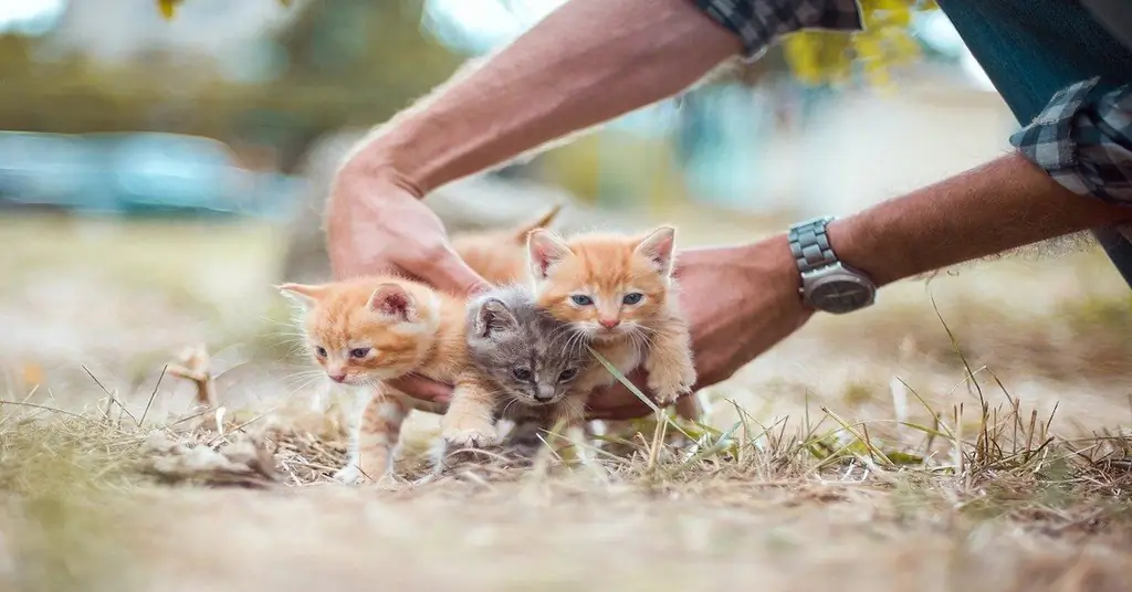 Котенок, когда он пойдет? Что нужно знать, чтобы следовать за ним