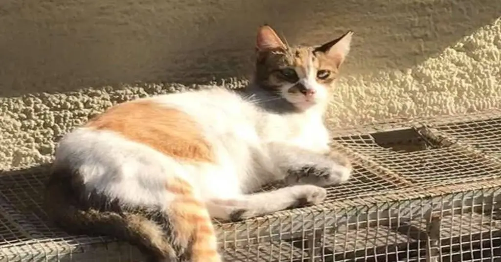 котенок лежа котенок лежа