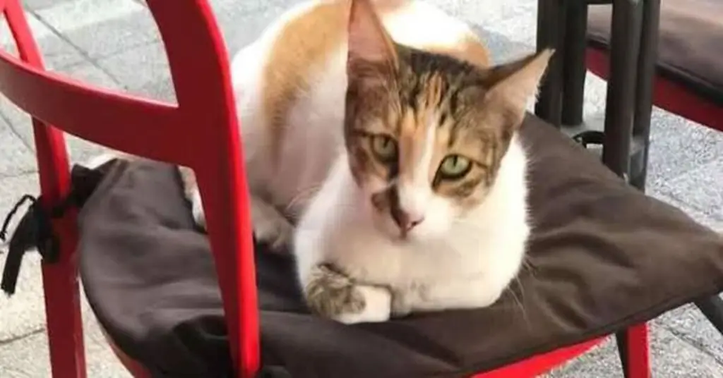 котенок лежит на стуле котенок лежит на стуле