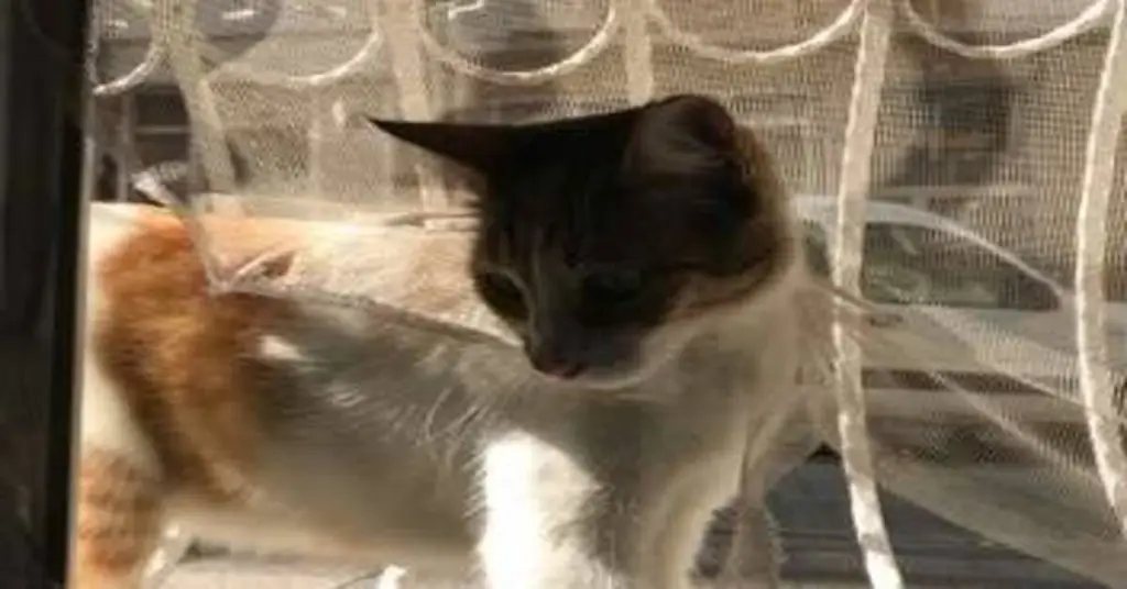 кот на окне кот на окне