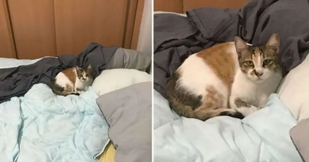 Фезгин, котенок, который пробрался в чужую постель
