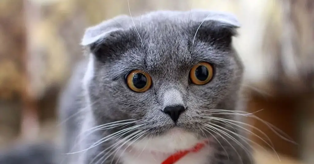 Кошка смотрит Кошка смотрит