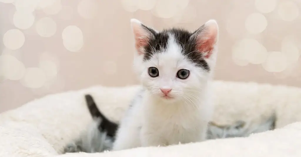 Котенок ищет Котенок ищет