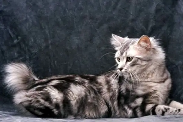 кошка с серо-тигровой шерстью кошка с серо-тигровой шерстью