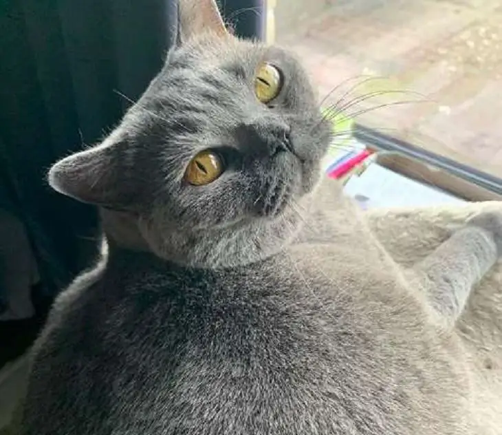 pitou картезианский кот мечта жизнь pitou картезианский кот мечта жизнь