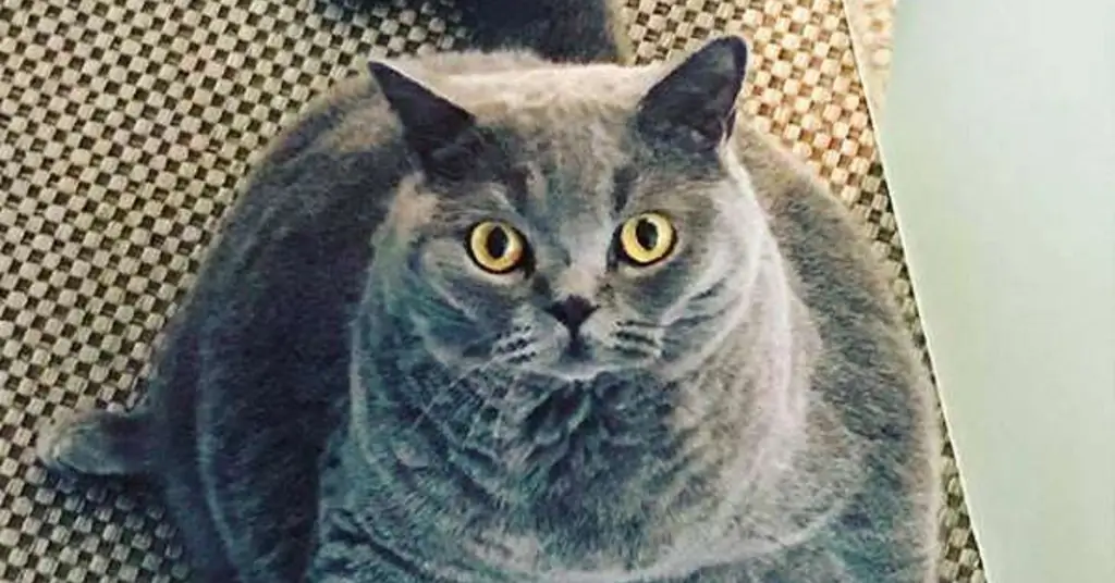 Картезианский котенок со сколиозом стал звездой Instagram