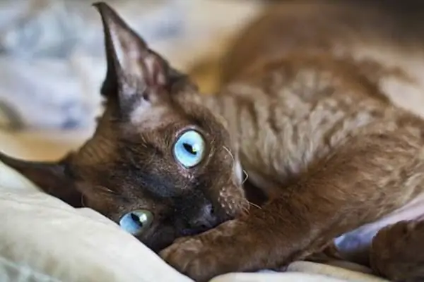 вялый кот, который не хочет двигаться вялый кот, который не хочет двигаться
