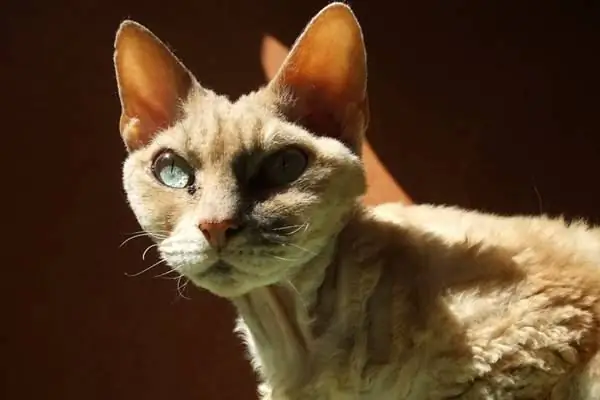 кот, похожий на инопланетянина кот, похожий на инопланетянина