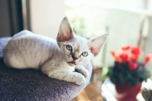 кошка когтеточка дерево кошка когтеточка дерево