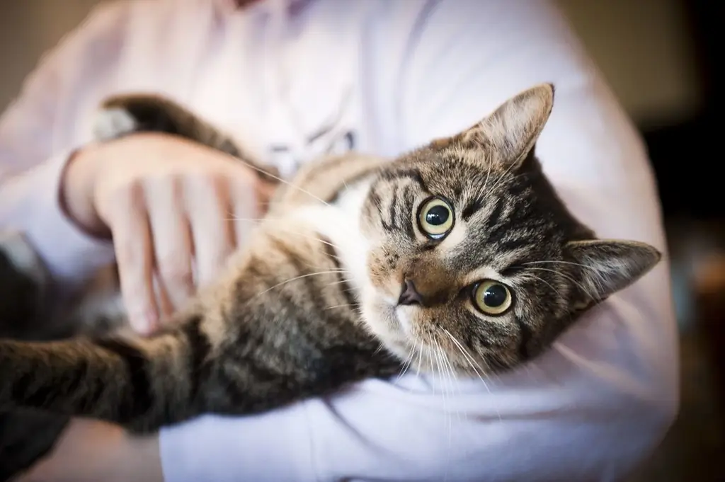 кот на коленях у врача кот на коленях у врача