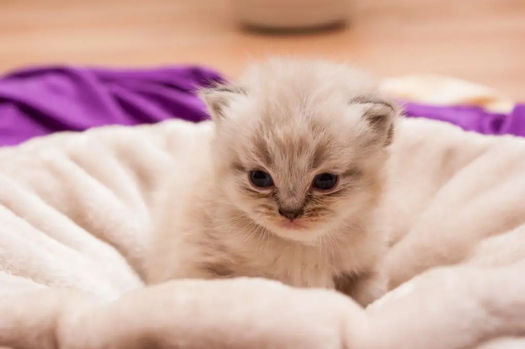 маленький котенок маленький котенок