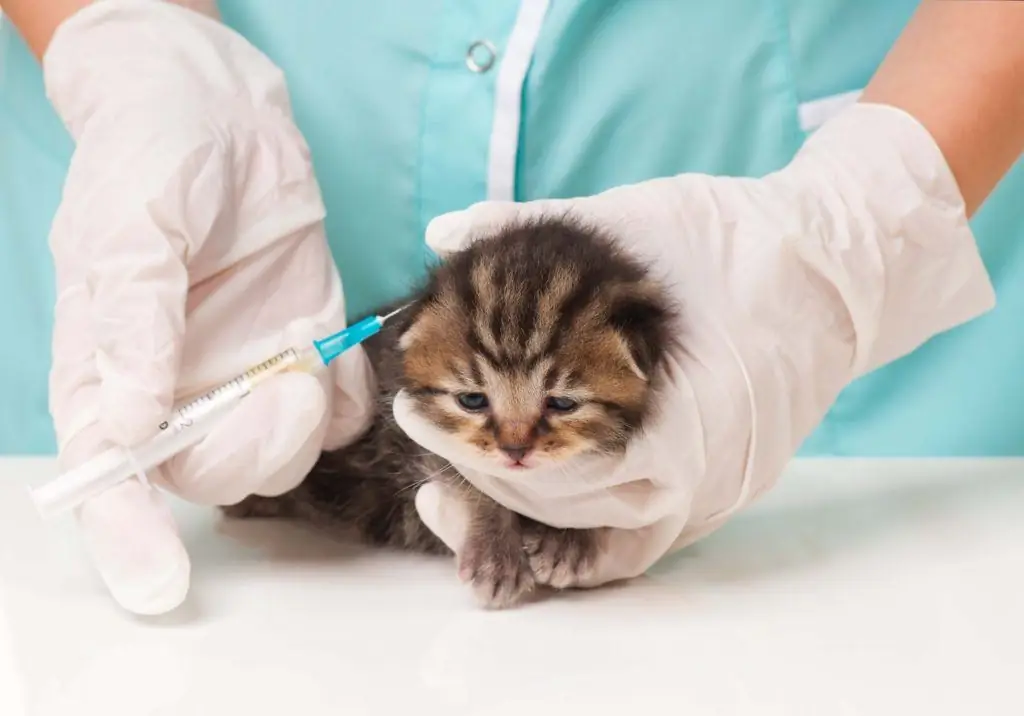 Прививки котятам: когда их делать?