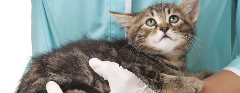 Котенок к ветеринару Котенок к ветеринару