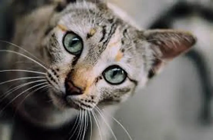 Кошка смотрит Кошка смотрит