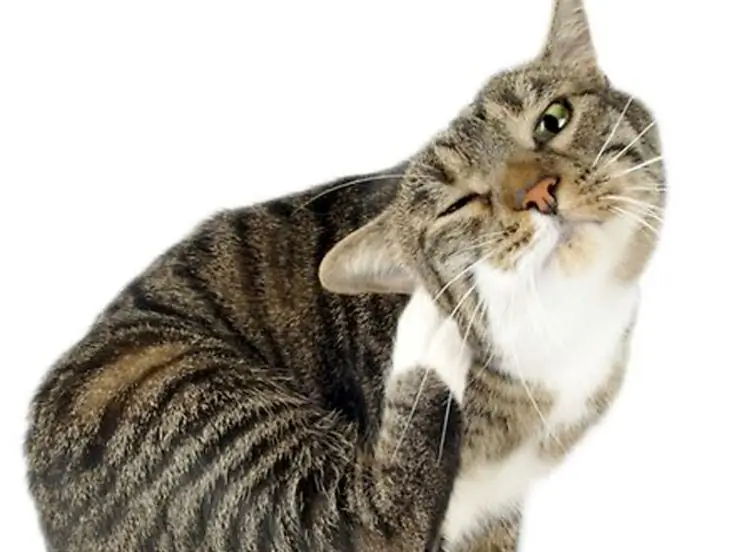 Кошка чешется Кошка чешется