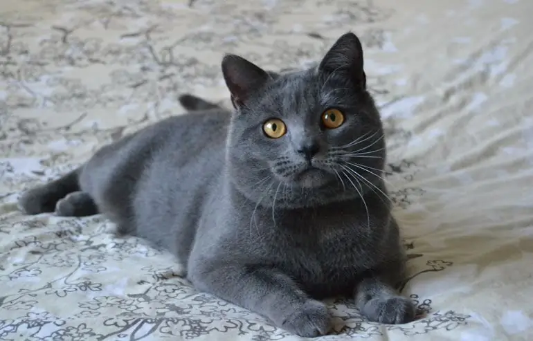 Кошка смотрит Кошка смотрит