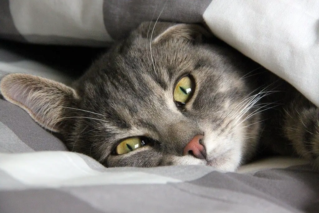 Кошка смотрит Кошка смотрит